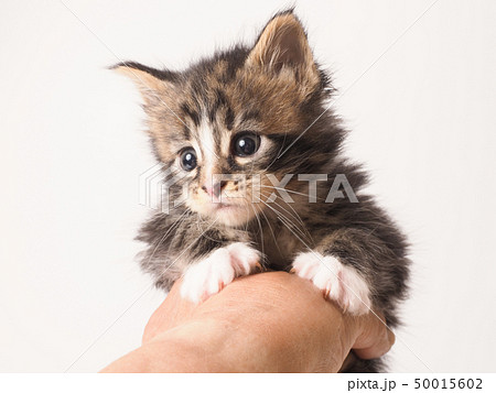 掴まれたメインクーンの仔猫 50015602