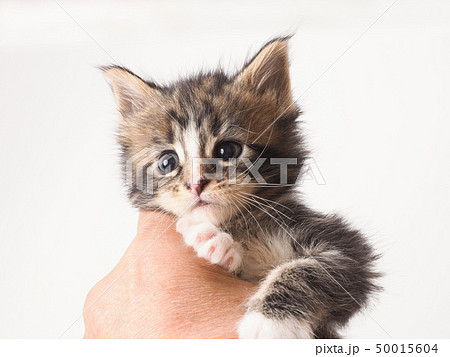 掴まれたメインクーンの仔猫 掴まれたメインクーンの仔猫 50015604