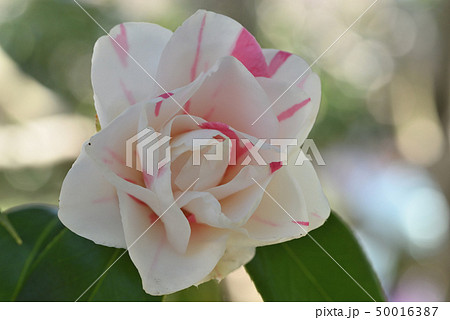 ツバキ(沖の石) ツバキ(沖の石) 50016387