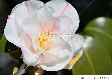 ツバキ（沖の石） 50016389