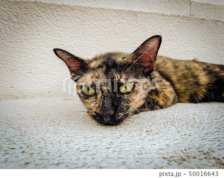 Tiger patterned cat lying on the marble 50016643