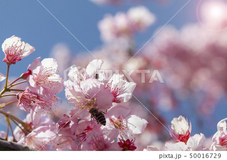 台湾 さくら祭 桜 50016729
