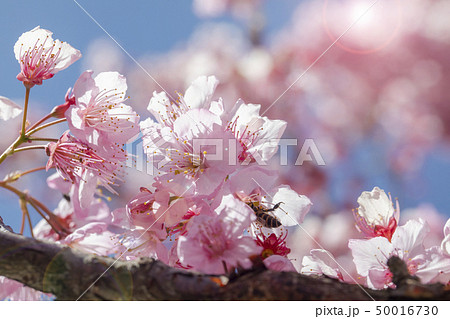 桜 さくら サクラ 50016730