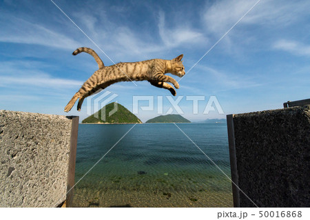 猫ジャンプ! 猫ジャンプ! 50016868