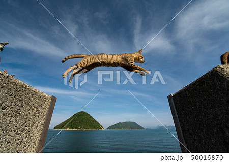 猫ジャンプ！ 50016870