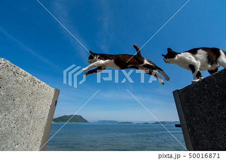 猫ジャンプ！ 50016871