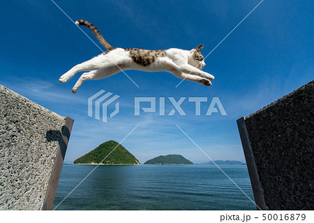 猫ジャンプ の写真素材