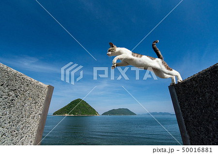 猫ジャンプ！ 50016881