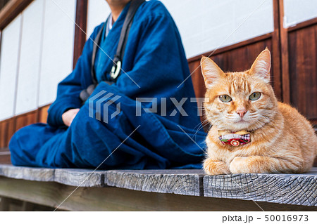 猫とお坊さん 猫とお坊さん 50016973