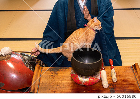 猫とお坊さん 猫とお坊さん 50016980
