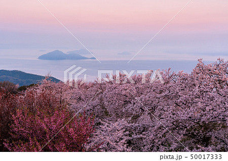 紫雲出山の桜 50017333