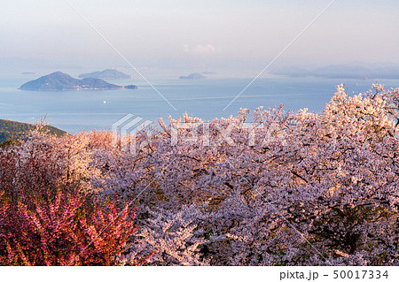 紫雲出山の桜 50017334