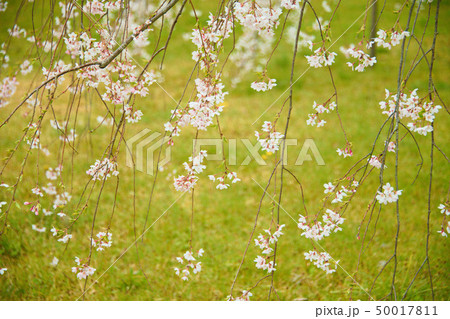 京都御所の桜 京都御所の桜 50017811