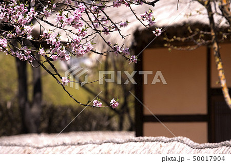 花 植物 秒 50017904