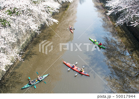 東京都　サクラの名所　目黒川の春・ふれあい橋から 50017944