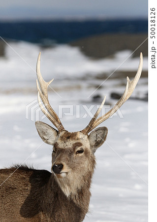 エゾシカ（冬）/オス成獣～顔・ツノ部分をアップで（3‐3）の写真素材