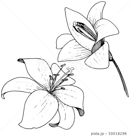 Vector Lily floral botanical flower. Engraved ink art on white background. Isolated lilium 50018296