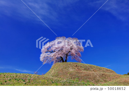 平堂壇の桜 50018652