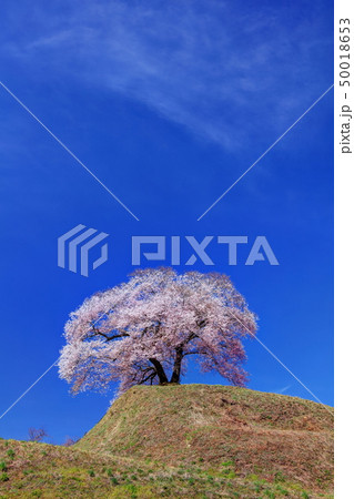 平堂壇の桜 平堂壇の桜 50018653