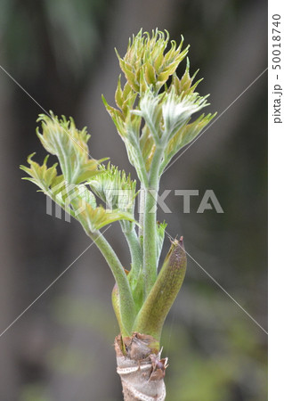 たらの芽 50018740
