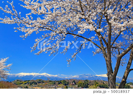 冠雪の山並と満開のさくらソメイヨシノ 青空バック 冠雪の山並と満開のさくらソメイヨシノ 青空バック 50018937