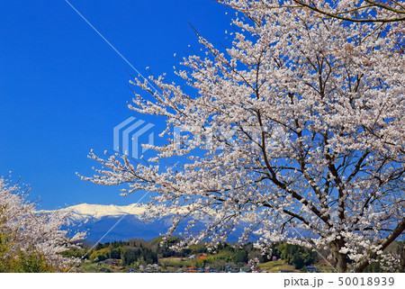 冠雪の山並と満開のさくらソメイヨシノ 青空バック 冠雪の山並と満開のさくらソメイヨシノ 青空バック 50018939