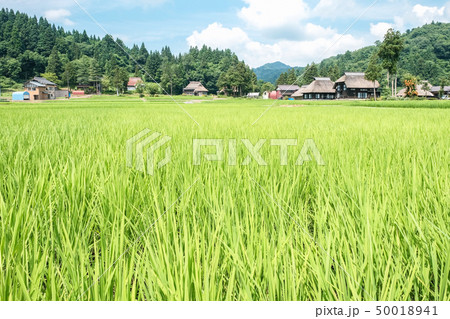 夏の農村風景 （荻ノ島環状集落） 50018941
