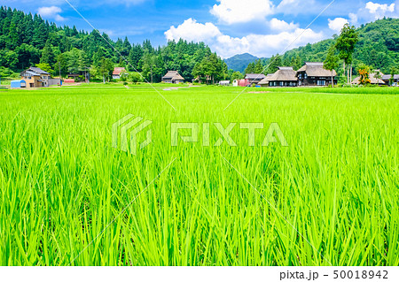 夏の農村風景 （荻ノ島環状集落） 50018942