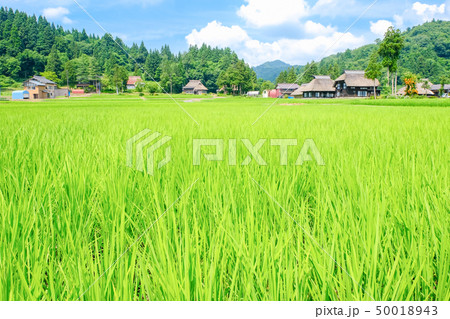 夏の農村風景 （荻ノ島環状集落） 50018943
