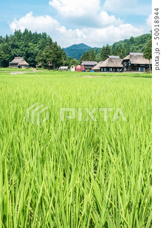 夏の農村風景 (荻ノ島環状集落) 夏の農村風景 (荻ノ島環状集落) 50018944
