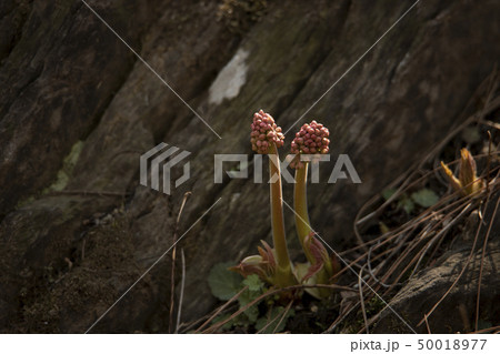 植物 花 自然 50018977