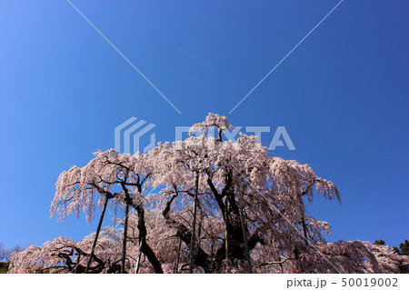 平成最後の春を迎えた満開の滝桜(4) 50019002