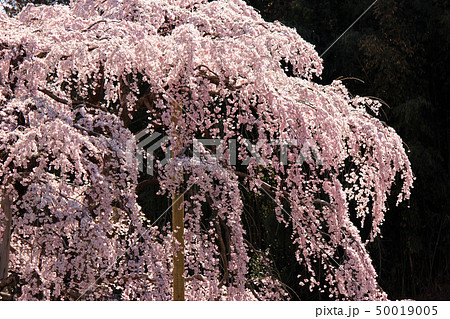 平成最後の春を迎えた満開の滝桜(7) 平成最後の春を迎えた満開の滝桜(7) 50019005
