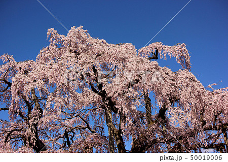 晴れ渡った青空と満開の三春滝桜(1) 50019006