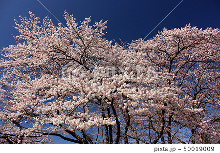 滝桜の傍にある丘に咲いているソメイヨシノ(1) 50019009