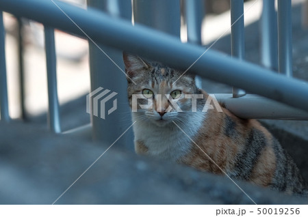 道端の猫 道端の猫 50019256