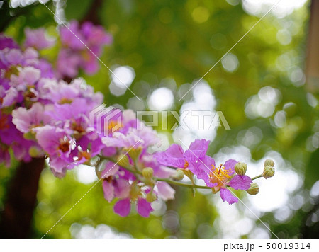 beautiful flowers looks like Pride of India tree beautiful flowers looks like Pride of India tree 50019314