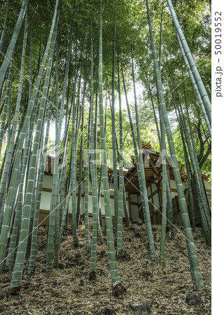 円覚寺塔頭　蔵六庵前の竹林（鎌倉市山ノ内） 50019552