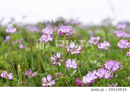 レンゲの花 50019630