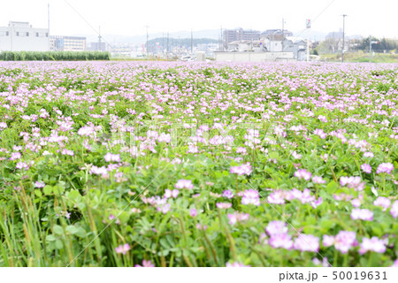 レンゲ畑 レンゲ畑 50019631