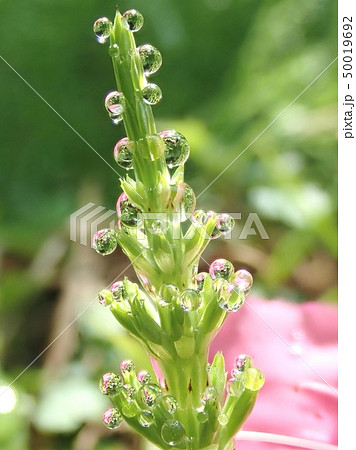 水滴 水滴 50019692