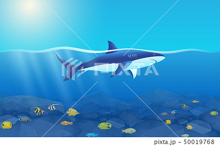 White shark in the ocean in the day 50019768