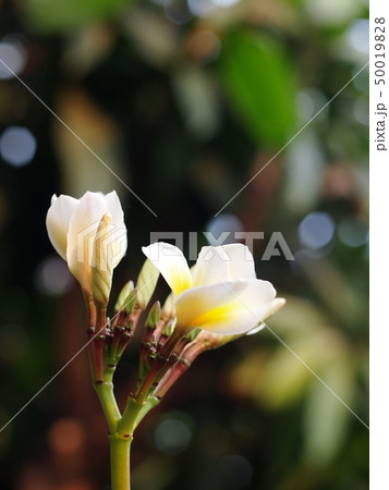 group of yellow white flowers of Plumeria tree group of yellow white flowers of Plumeria tree 50019828