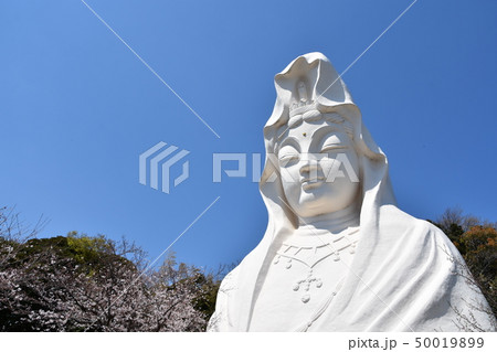 大船観音と桜　鎌倉市 50019899