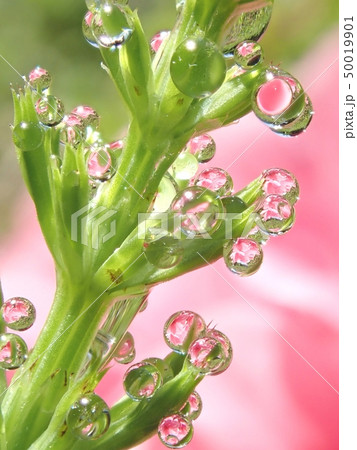 水滴 水滴 50019901