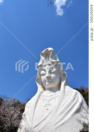 大船観音と桜　鎌倉市 50020004