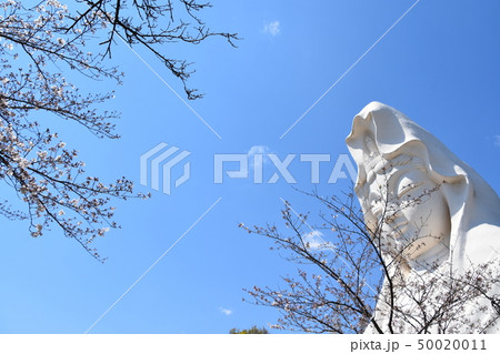 大船観音と桜 鎌倉市 大船観音と桜 鎌倉市 50020011