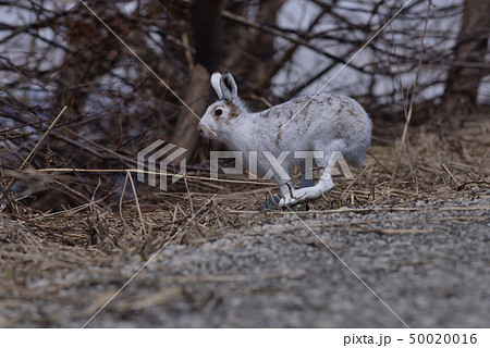 エゾユキウサギ㉞（北海道） 50020016
