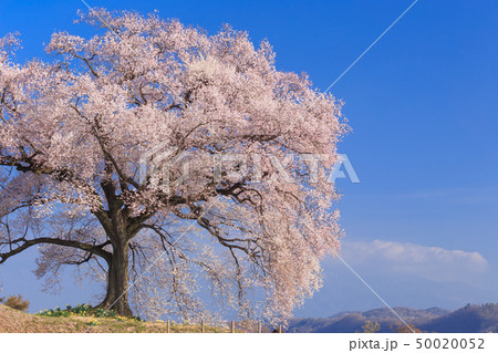 朝日に輝く_わに塚の桜 50020052
