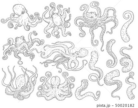 Set of black and white octopus animals, cute collection of octopi in different positions Set of black and white octopus animals, cute collection of octopi in different positions 50020182